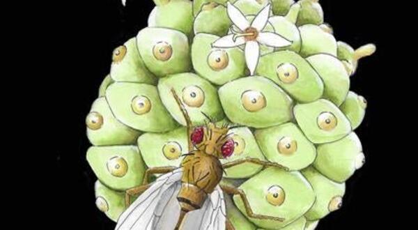 Illustration shows D. sechellia, a fly endemic to the Seychelles, on the noni fruit. (Taylor N. Black)