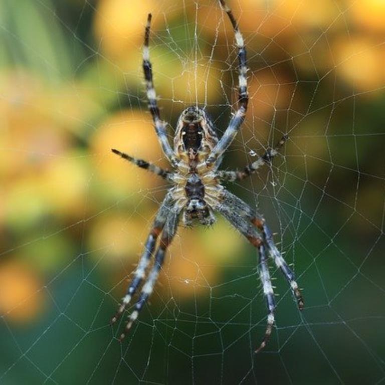 https://pixabay.com/photos/spin-autumn-web-spider-web-animals-4434219/