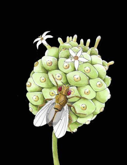 Illustration shows D. sechellia, a fly endemic to the Seychelles, on the noni fruit. (Taylor N. Black)